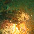 eutokia 11 giugno 1005 016